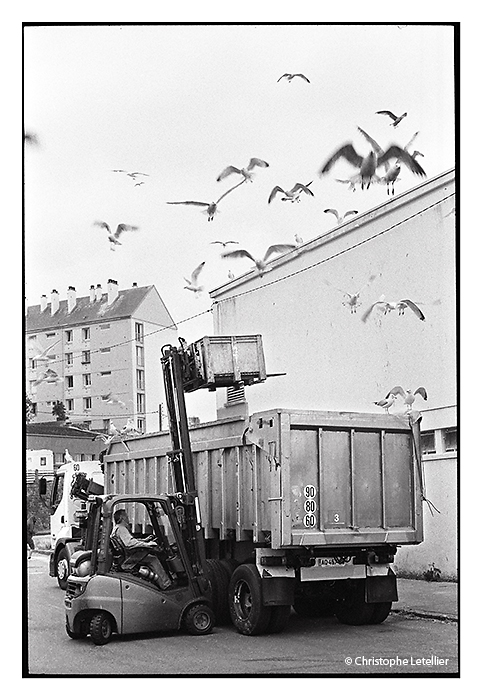 Photo noir et blanc "Les mouettes affamées". L'évacuation des déchêts de poissons par transports routiers à l'aide de camions bennes semi-remorques attise l'appétit d'un banc de goelands affamés au dessus du fret de Douarnenez. © Juillet 2011 Christophe Letellier tous droits réservés.