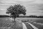 Pommier dans un champ de maïs