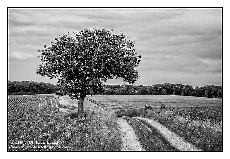 "POMMIER DANS UN CHAMP DE MAÏS" © août 2013 Christophe Letellier tous droits réservés. Pour revenir à la galerie, faites un clic-gauche sur la photo.