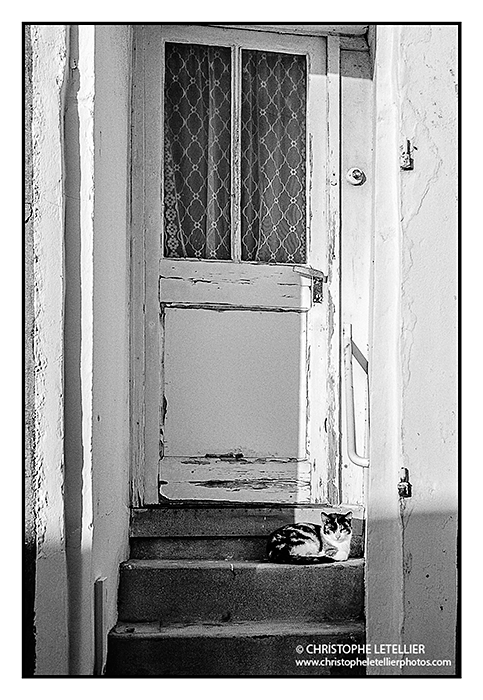 Photo noir et blanc d'un petit chat se rechauffant dans le soleil. © 2013 Christophe LETELLIER-Droits réservés.