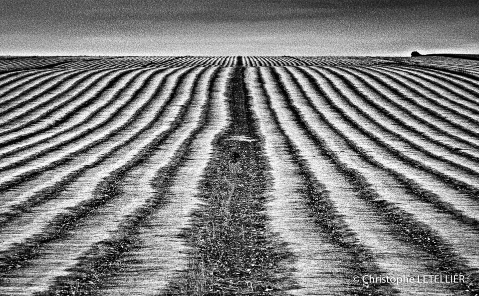 Photo en noir et blanc  d'une composition photographique graphique des lignes de coupe d'un champ de lin en Normandie. © 2015 Christophe Letellier all rights reserved. 