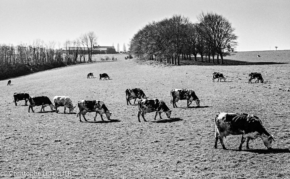 Photo noir et blanc d'un troupeau de vaches laitieres normandes en train de paitre dans un paturage sur les hauteurs de Granville dans le département de la Manche. © 2014 Christophe Letellier all rights reserved. 