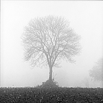 arbre dans le brouillard