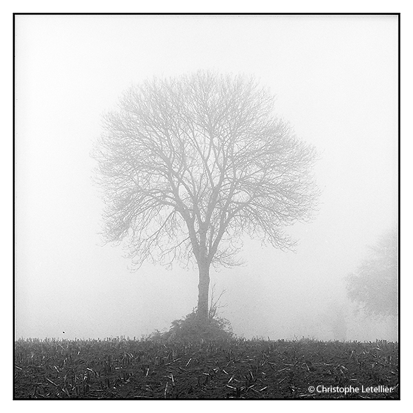 "ARBRE DANS LE BROUILLARD". Photo en noir et blanc 6x6 d'un grand arbre dans le brouillard d'un matin d'hiver en Normandie. © 2006 Christophe Letellier tous droits réservés. Reproduction interdite sans autorisation préalable de l'auteur. Pour revenir à la galerie, faire un clic-gauche sur la photo.