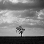 arbre seul dans la plaine