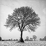 arbre sous la neige