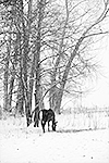 cheval sous la neige