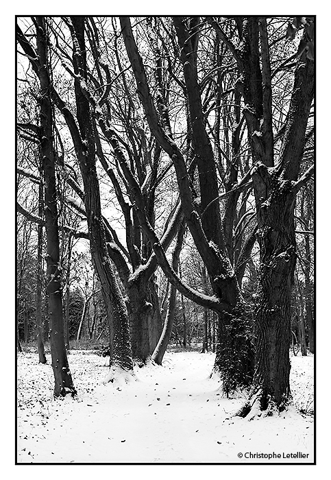 Photo noir et blanc: le parc environnemental de la ville de Gisors dans l'Eure. Le nouveau parc, aux nombreuses essences végétales et arborées, revet son manteau blanc d'hiver. © 2010 Christophe Letellier. Pour revenir à la galerie, cliquez sur la photo.