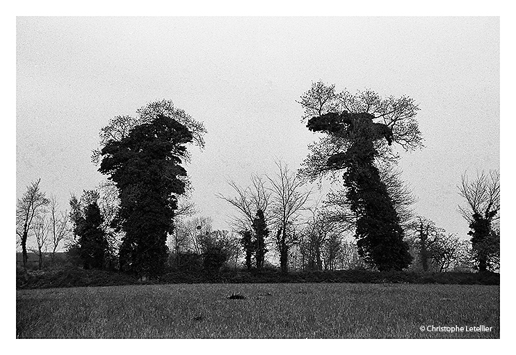 "CHEVAL NOIR SOUS BLANCHE NEIGE". Photo noir et blanc d'un cheval noir sous la blanche neige de Normandie. © 2010 Christophe Letellier. Pour revenir à la galerie, cliquez sur la photo.