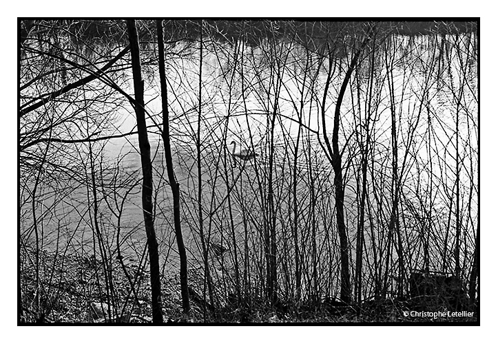 « Le cygne sur la Seine », photo en noir et blanc d’un cygne déambulant majestueusement sur le fleuve de la Seine. © 2012 Christophe LETELLIER tous droits réservés. Reproduction interdite sans autorisation préalable de l’auteur. Cliquer pour revenir à la galerie.