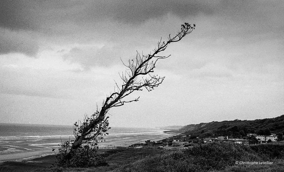 Photo noir et blanc d'un cargo d'un vieil arbre surplombant la plage du débarquement d'Omaha Beach durant la seconde guerre mondiale © 2014 Christophe Letellier all rights reserved. 
