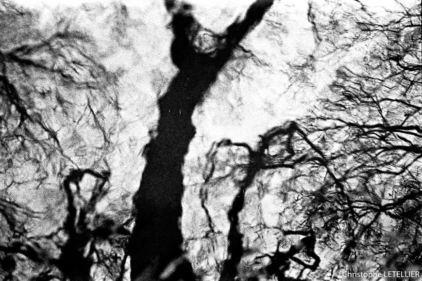 Photo noir et blanc d'une allée d'arbres déformée dans le reflet vibrant d'une flaque d'eau © 2016 Christophe Letellier all rights reserved. 