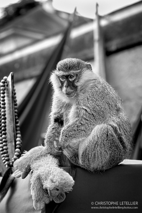 Portrait d'un petit singe avec son doudou pendant le marché médieval des festivités de la Legendaire 2015 à Gisors en Haute Normandie. © 2015 Christophe Letellier all rights reserved. 