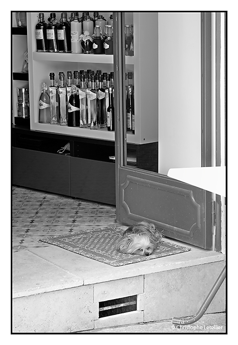 "GREOUX LES BAINS-CANICULE".Photo noir et blanc d'un yorkshire subissant la canicule à Gréoux les Bain, une petite station thermale du sud est de la France. © juillet 2010 Christophe Letellier tous droits réservés. Pour revenir à la galerie, cliquez sur la photo